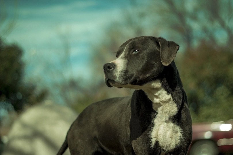 Doberman and Pitbull Mix