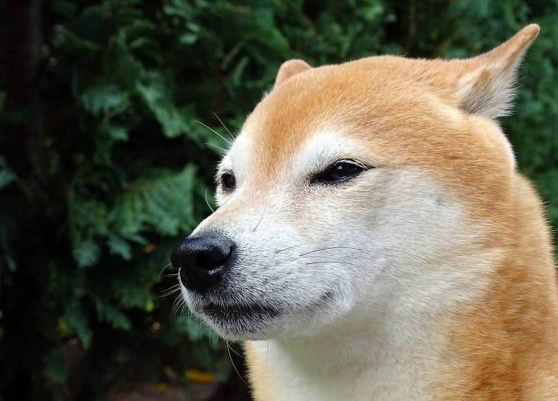 is a shiba inu a prey breed