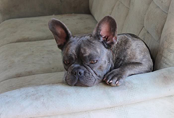 a french bulldog