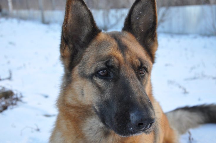 Male German Shepherd