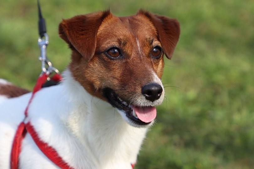 katastrofale innovation Marco Polo 20 Jack Russell Terrier Mixed Breeds (With Pictures) | Hepper