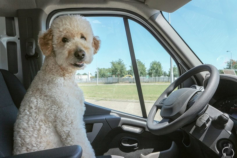 Double Doodle (Goldendoodle and Labradoodle Mix) Dog Breed Info