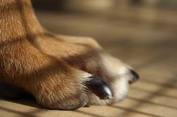 6 Best Dog Nail File 2023 - Reviews & Top Picks | Hepper