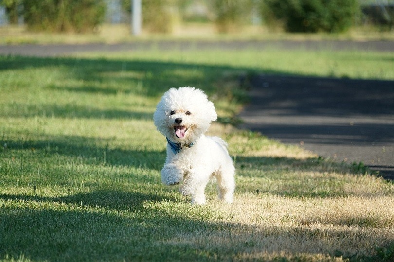 La Chon Dog Breed Info