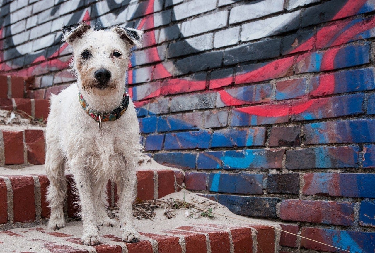 dog in stairs