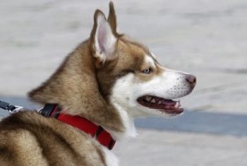 A Husky with a dog leash