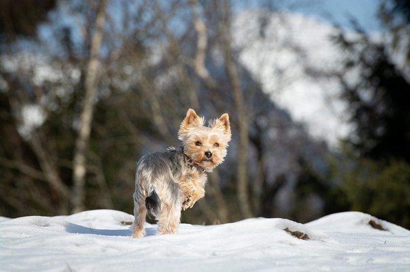 Yorkie Bichon in the snow