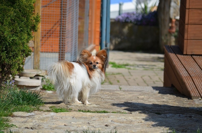 Papitese (Maltese & Papillon Mix) Info