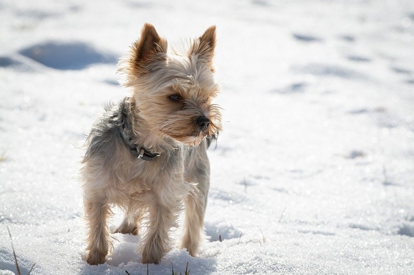 Yorkie Bichon