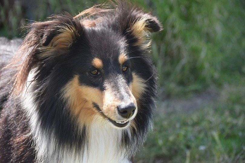 are smooth and rough coated collies bred differently