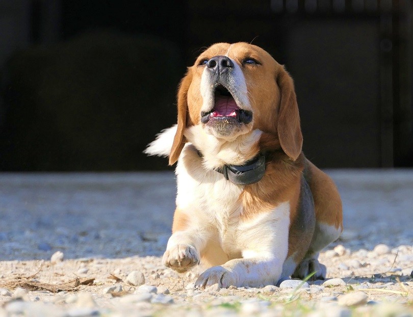 Beagle & Cavalier King Charles Spaniel Mix (Beaglier)