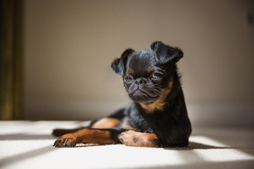 Brussels Griffon: The Smallest and Cutest Dog Breed in the World