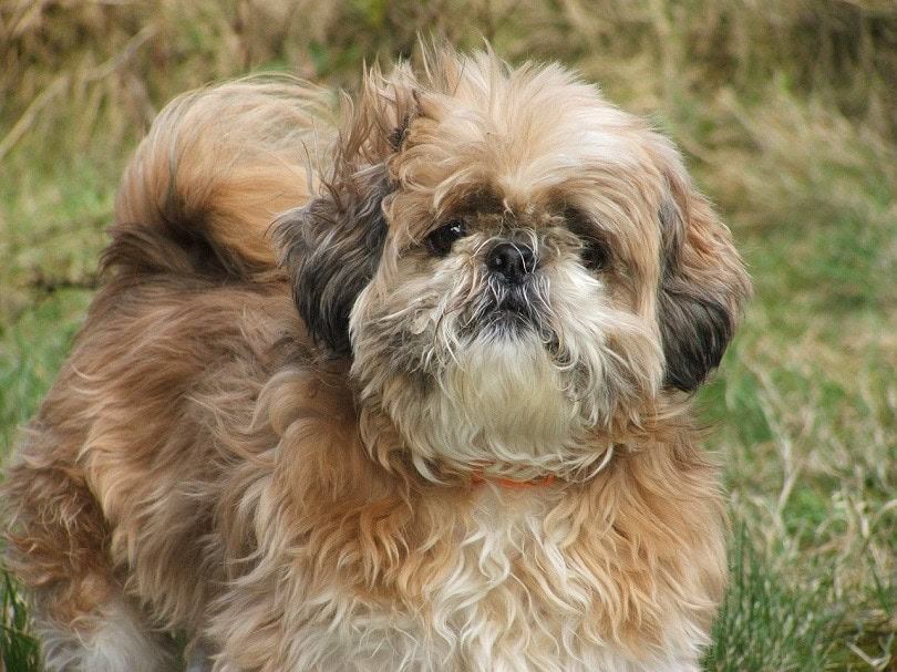 Beagle shih tzu mix puppies shop for sale