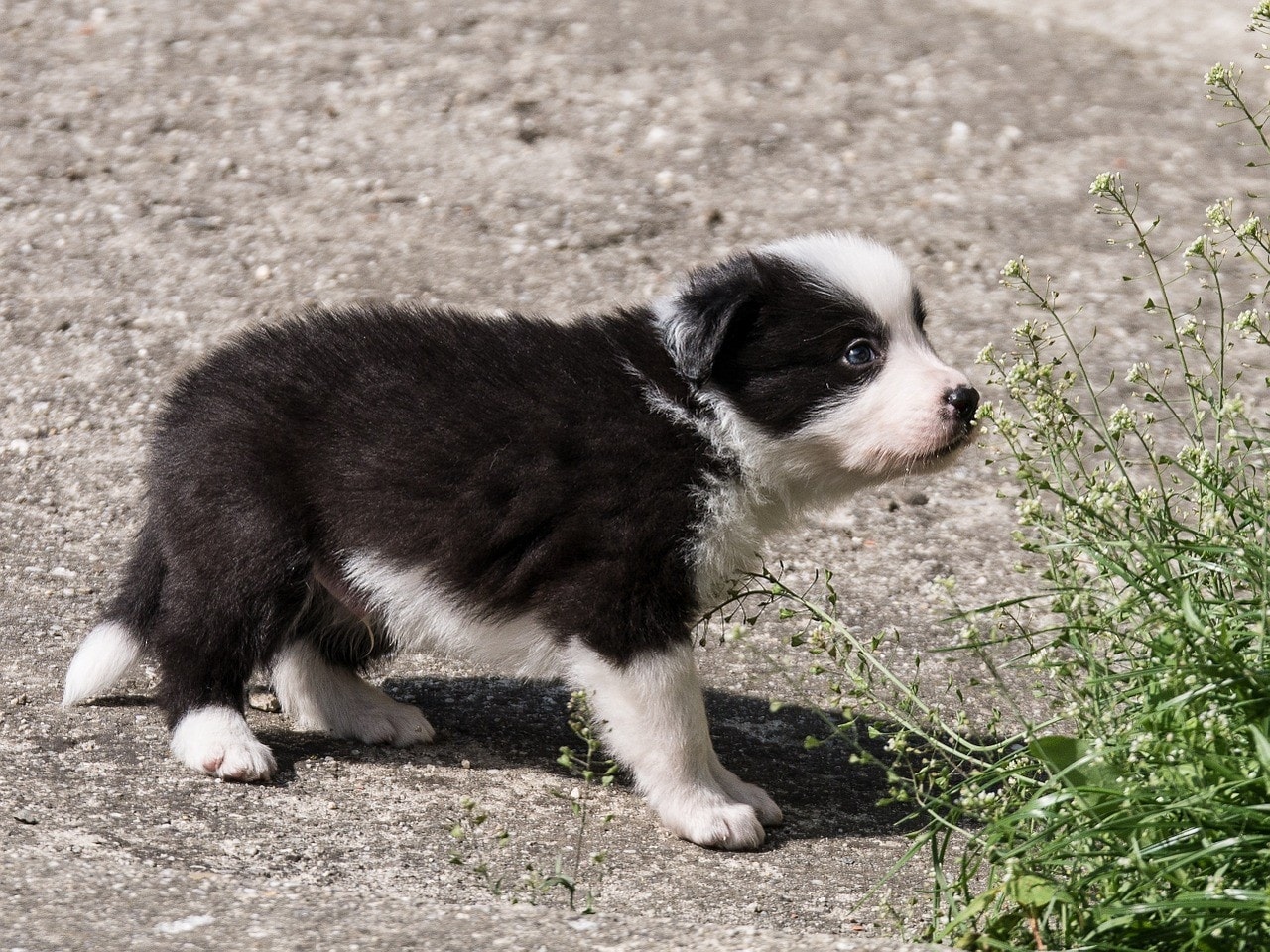 border collie puppy