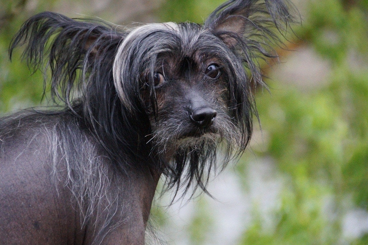 hairless dog breeds