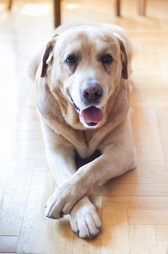 Labrador Retriever