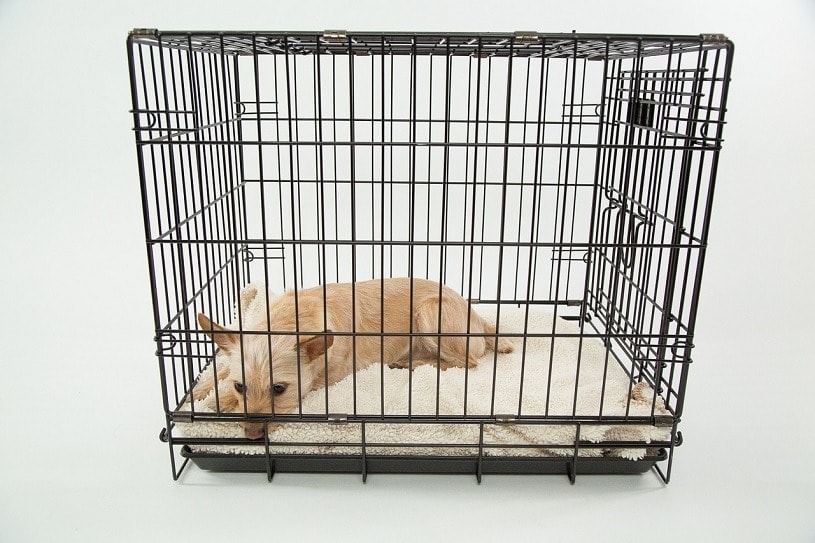 wire folding dog crate