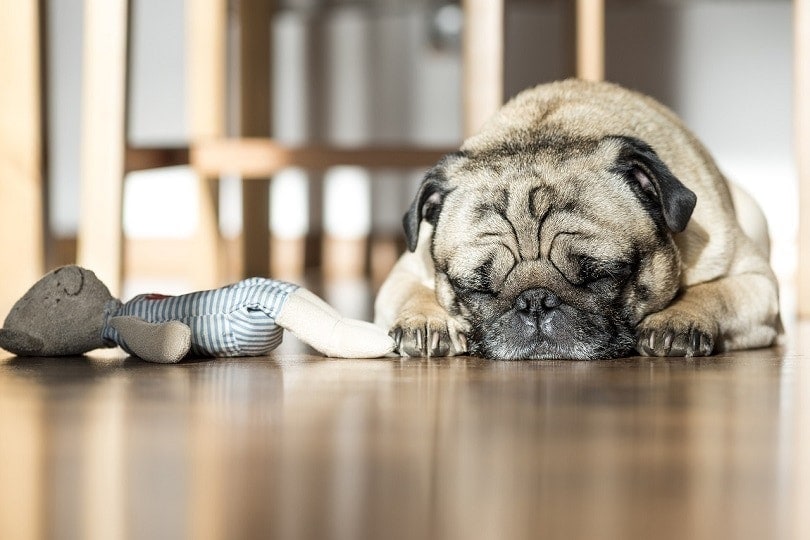 15 Reasons Why Dogs Leave Food on the Floor & How To Avoid It 6 Tips for Crate Training a Dog With Separation Anxiety