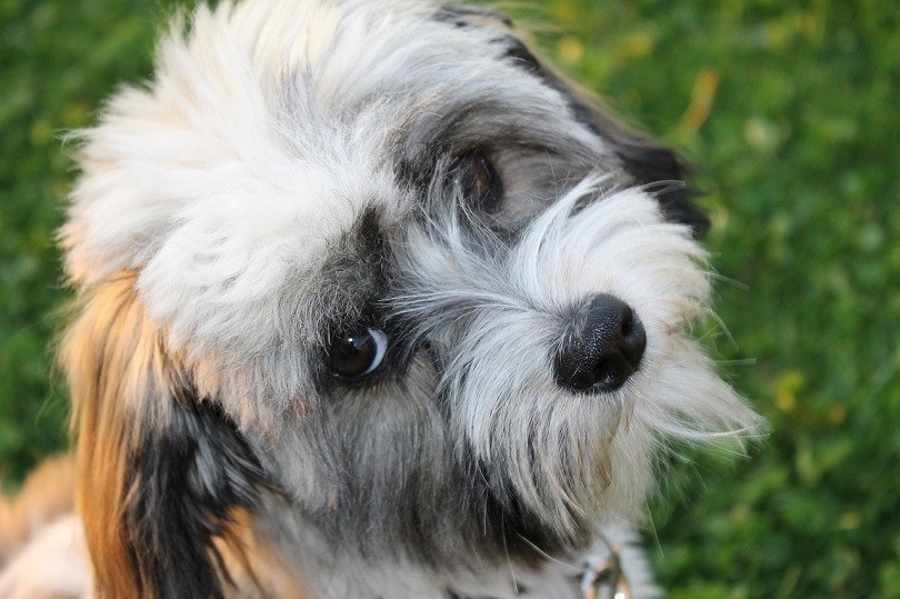 Havanese Dog Breed Info