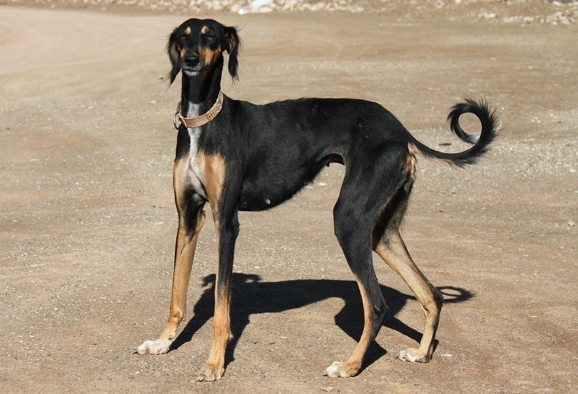 Greyhound