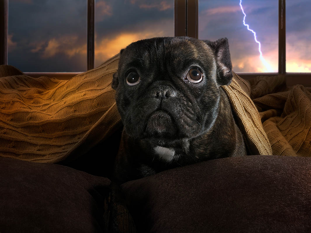 why are dogs afraid of lightning