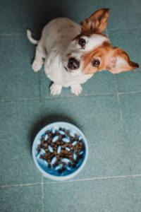 dog and a slow feeding bowl