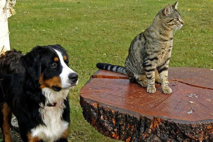 dog and cat