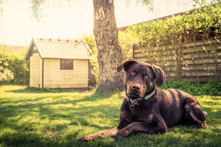 dog and dog house under the sun