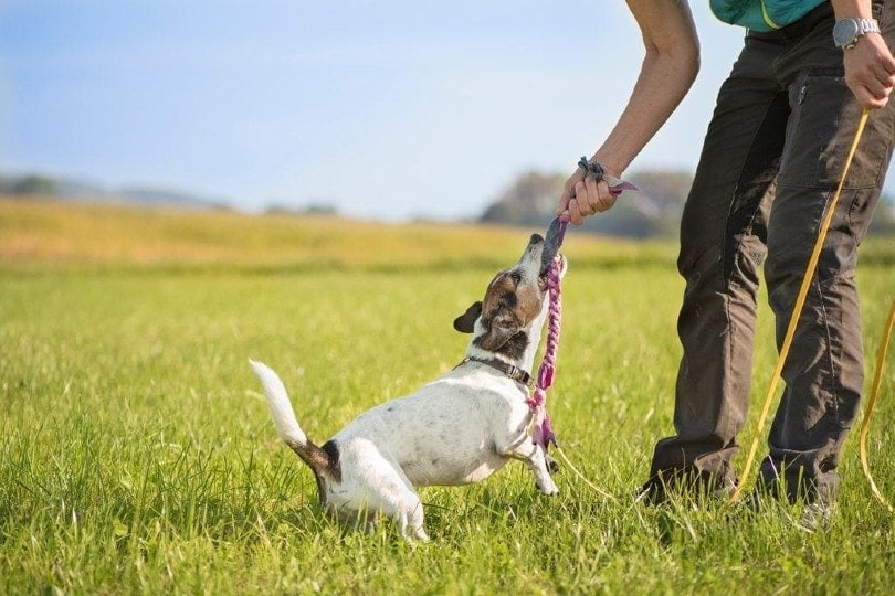 dog and man playing tug of war