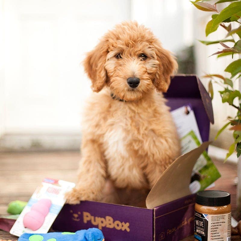 dog and pupbox subscription