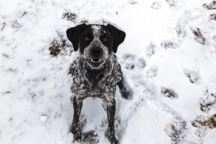 dog and snow