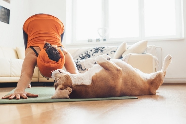 dog and yoga