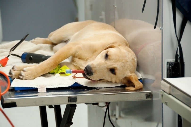 con chó tại bác sĩ thú y cho thủ tục thiến