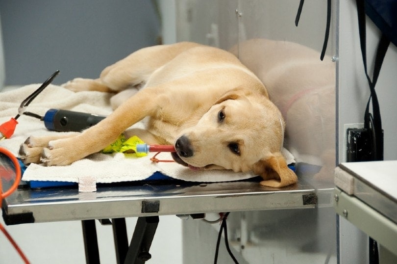 dog at vet for spaying procedure