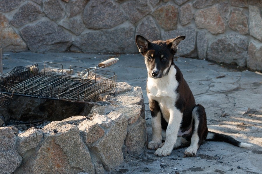 dog ate charcoal