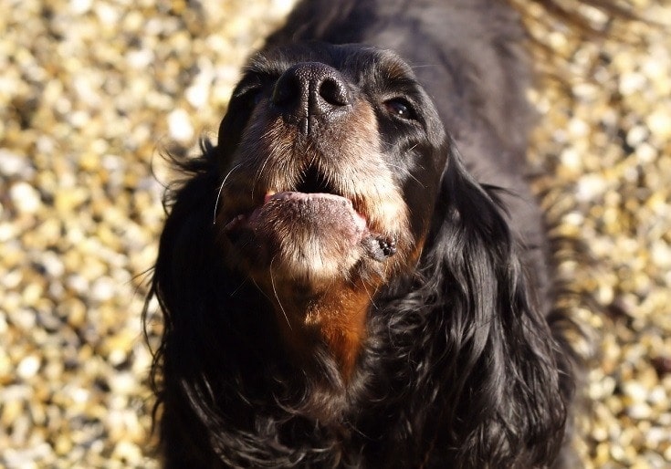 dog barking