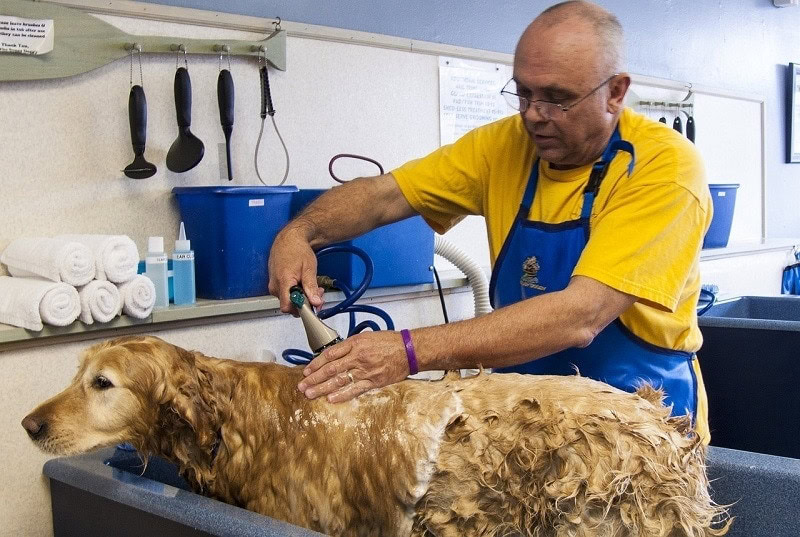 dog deep cleansing bath