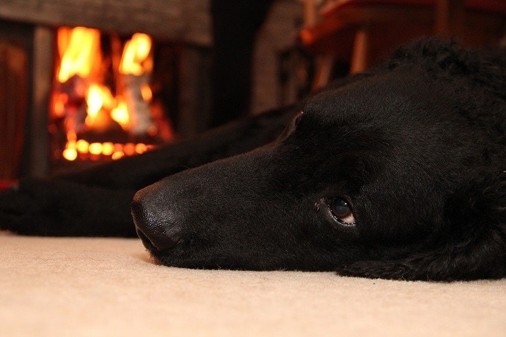 dog beside fireplace