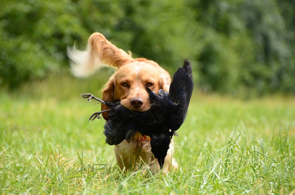 dog biting a crow