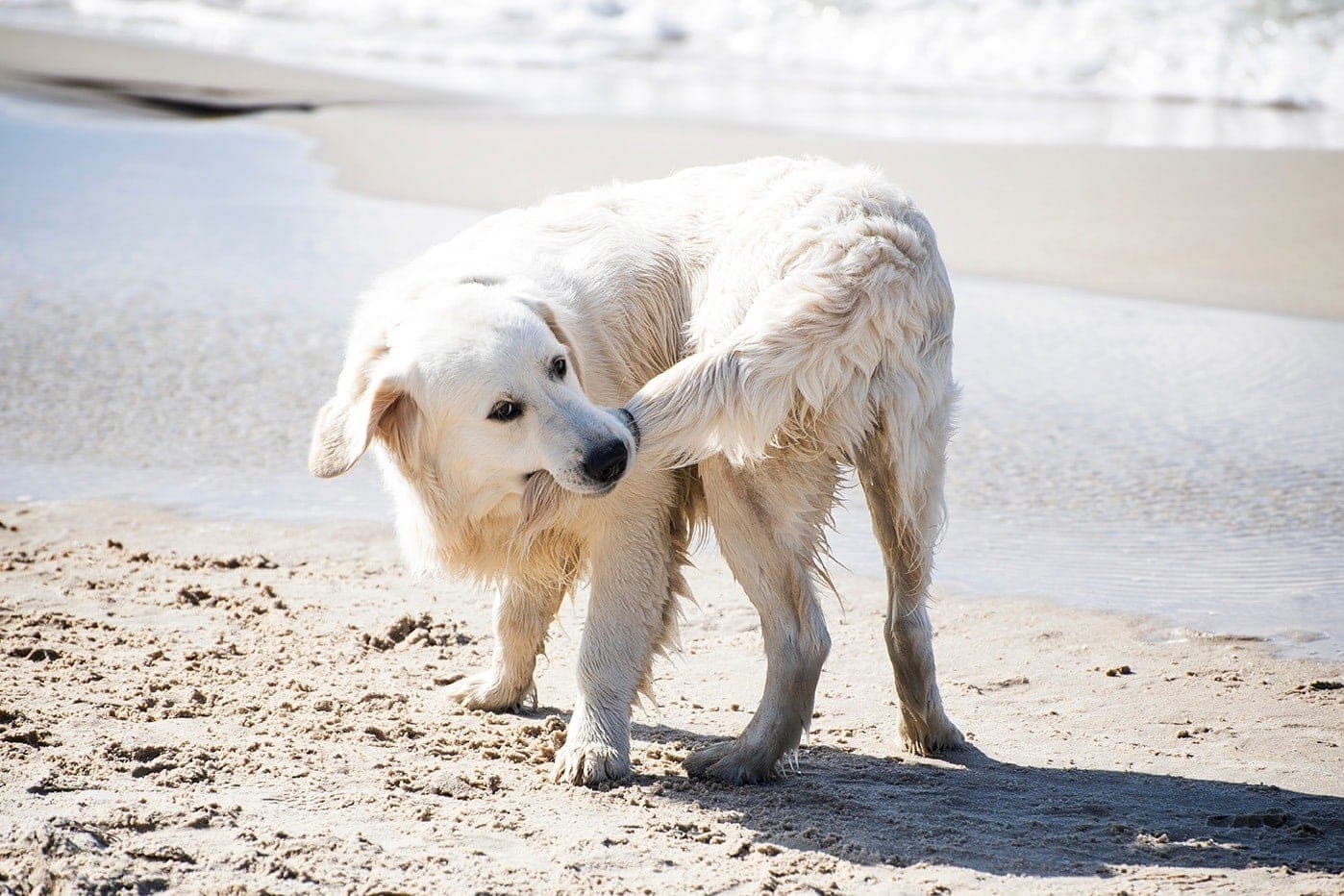 dog biting its tail