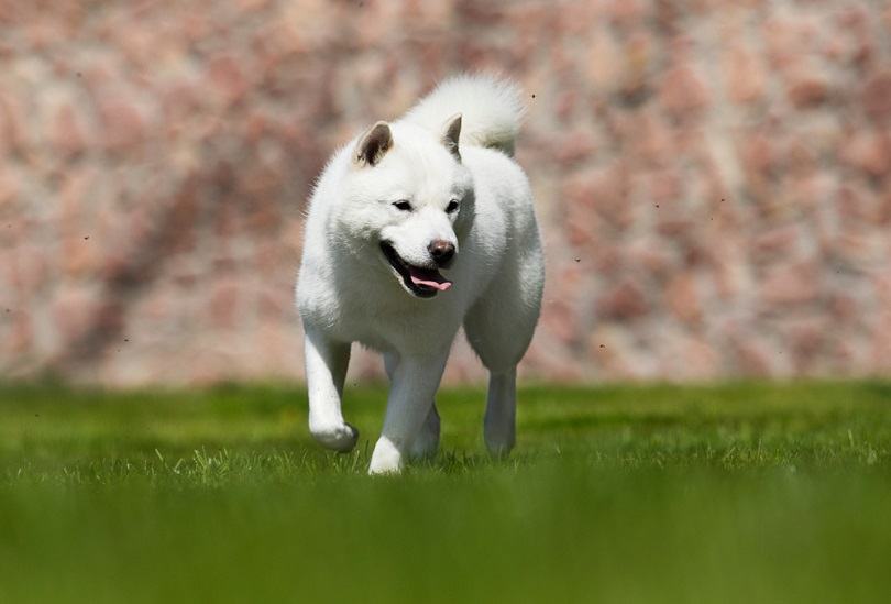 dog breed hokkaido quickly runs_happy monkey_shutterstock