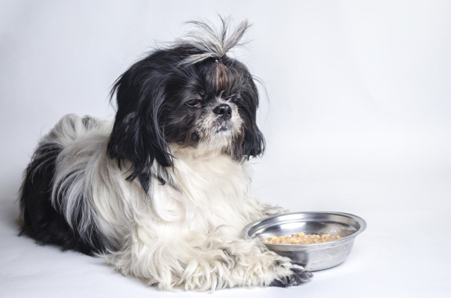 9 Best Dog Foods for Shih Tzus in 2022 - Reviews & Top ...