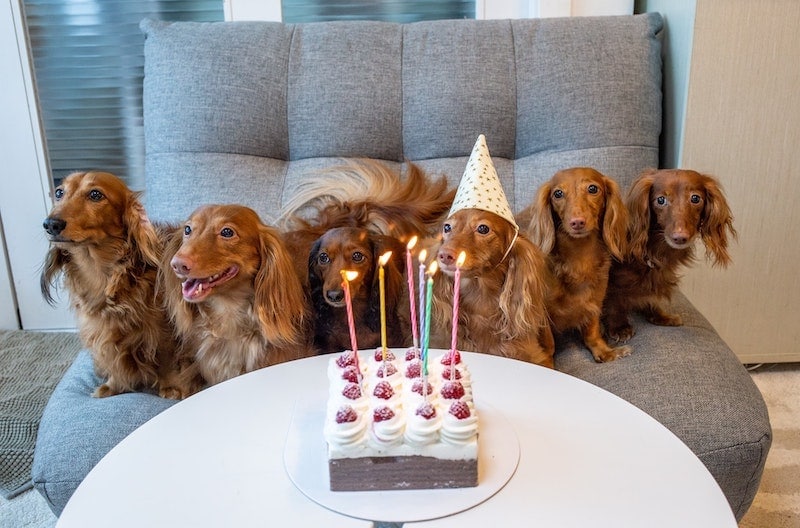 9 Vet-Approved Homemade Dog Cake Recipes | Hepper