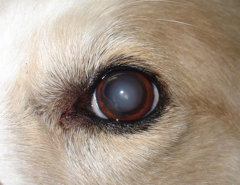 dog cataract