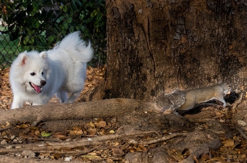 dog-chasing-a-squirrel_RyanTaylor_shutterstock
