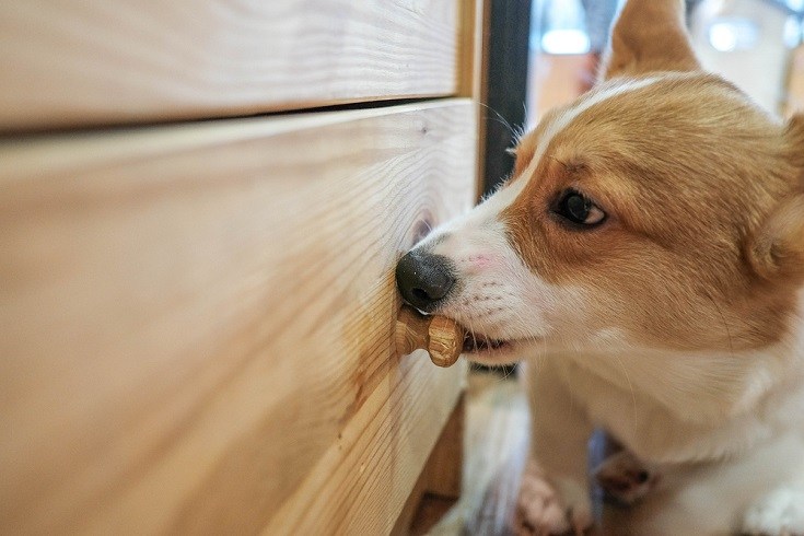 dog chewing on wood