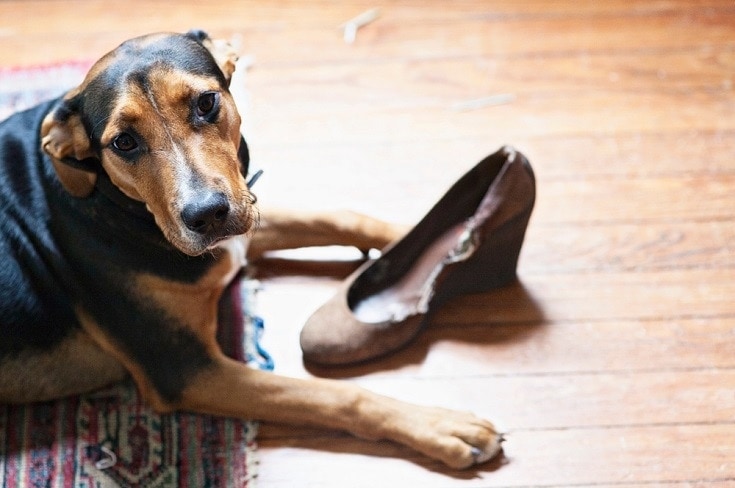 dog chewing shoe