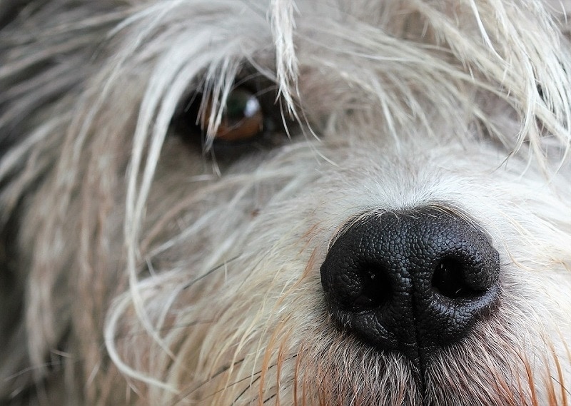 dog close up