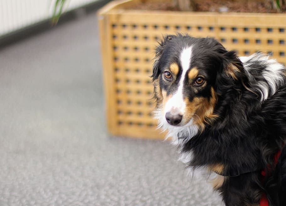 border collie beagle mix