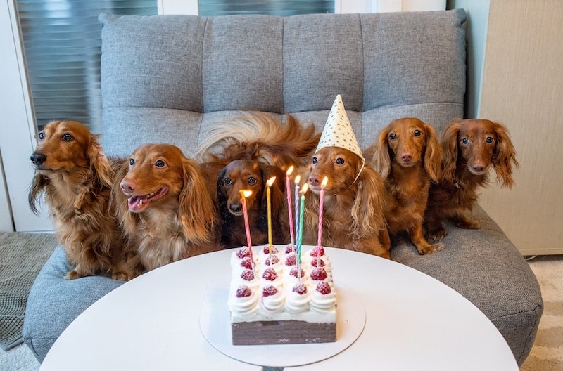 dog cupcake recipes birthday